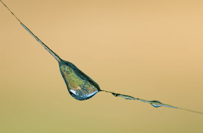 Close-up of water drop on twig