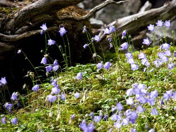 Close-up of crocus flowers blooming on field