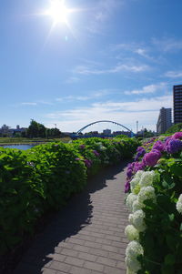 Scenic view of flowering plants against sky on sunny day