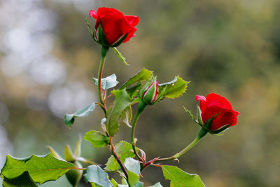 Close-up of red rose plant