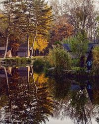 Reflection of trees in lake