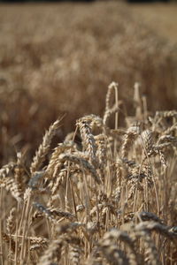 Close-up of wheat growing on field