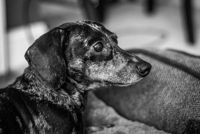 Close-up of a dog looking away