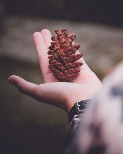 Cropped hand holding pine cone outdoors