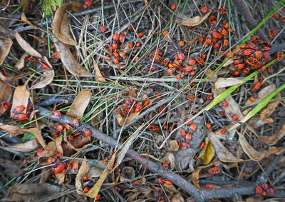 High angle view of berries on plant