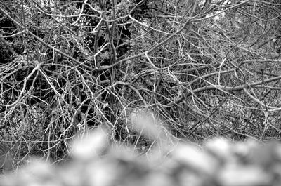 Full frame shot of trees in forest