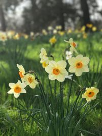 Close-up of flowers blooming outdoors