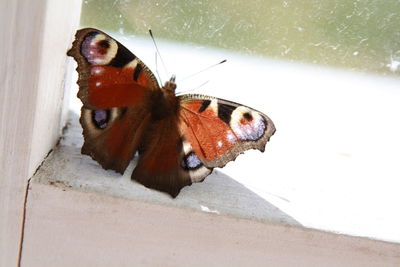 High angle view of butterfly