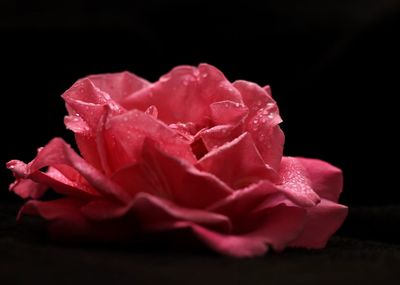 Close-up of water drops on pink rose against black background