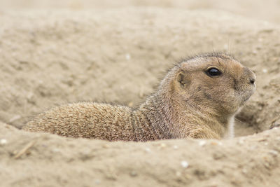 Close-up side view of an animal