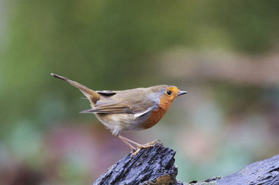 Robin perching on tree stump