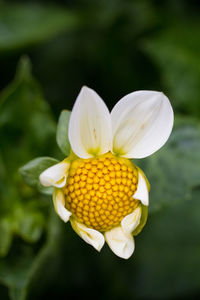 Close-up of yellow flower