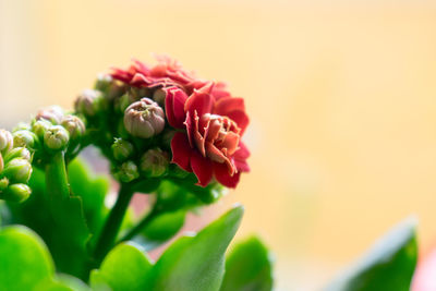 Kalanchoe flower at the window