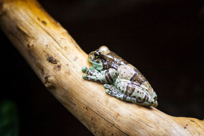 Close-up of lizard on wood