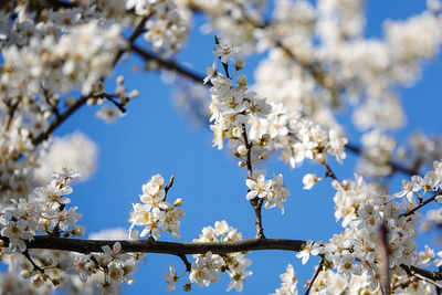 Low angle view of cherry blossom against sky