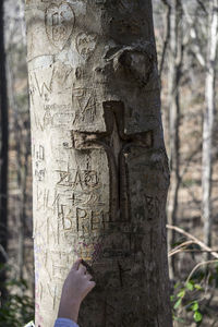 Close-up of tree trunk