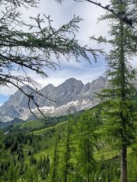 Pine trees on snowcapped mountains against sky