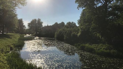 Scenic view of river in forest against sky