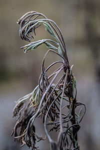 Close-up of bird