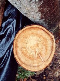 Close-up of tree stump