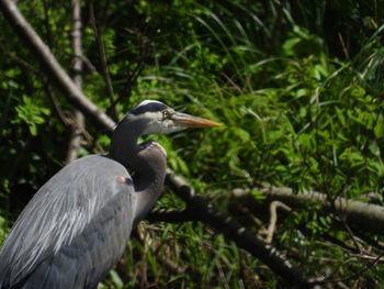 Bird perching on a branch