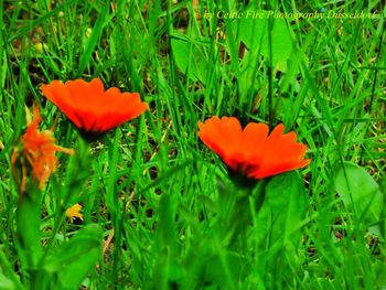 Close-up of orange poppy flower on field