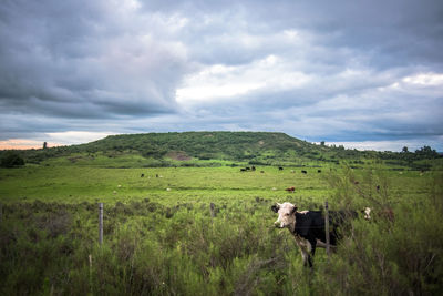 Cows grazing on grassy field against cloudy sky