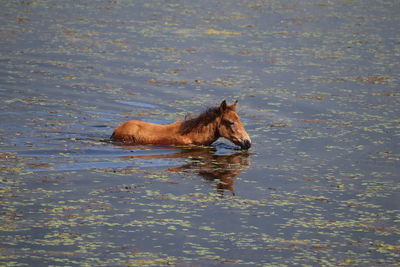 Horse in a lake