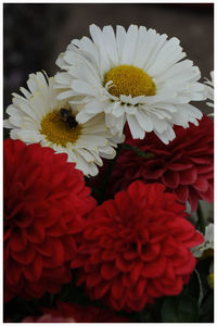 Close-up of flowers blooming outdoors