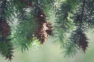 Close-up of pine tree branch