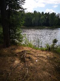 Scenic view of lake in forest against sky