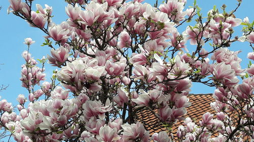 Low angle view of pink flowers blooming on tree