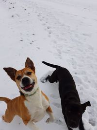 Dog on snow covered land