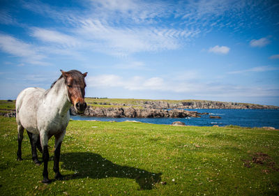 Horse standing in farm