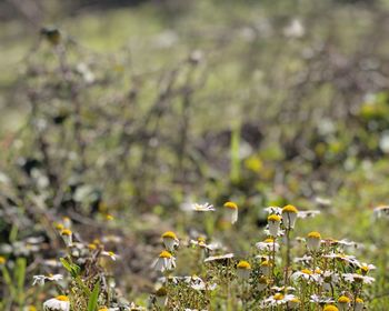 Close-up of yellow flowering plants on field