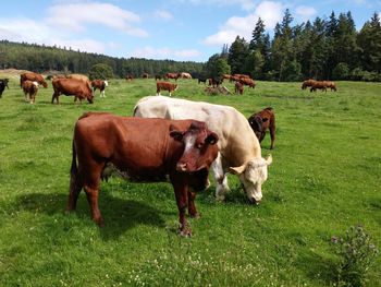 Cows grazing on field against sky