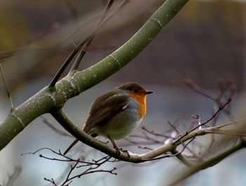 Close-up of bird perching on branch