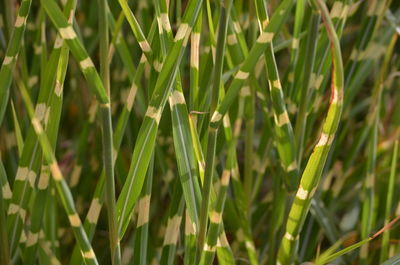 Close-up of crops growing on field