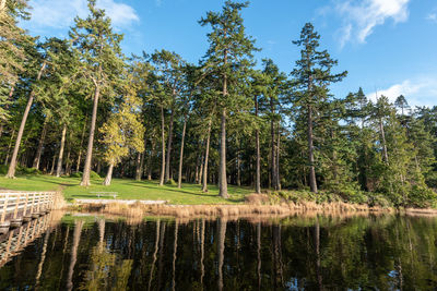 Scenic view of lake in forest against sky