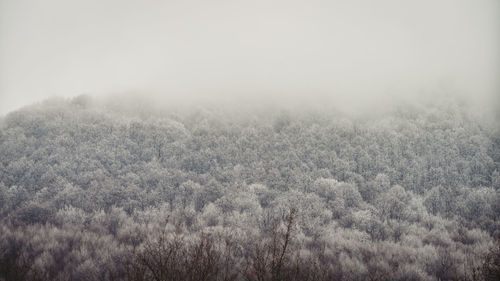Scenic view of forest against sky during foggy weather