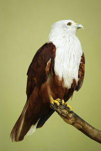 Close-up of brahminy kite perching on stem