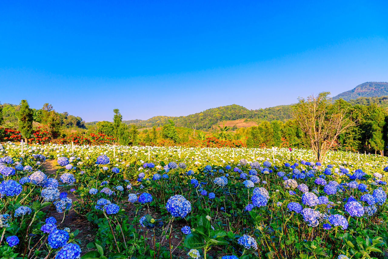 PURPLE FLOWERING PLANTS ON FIELD AGAINST SKY