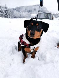 Dog in snow