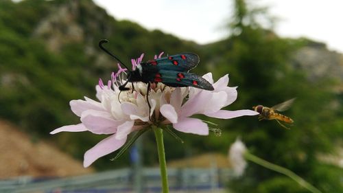 Close-up of butterfly on pink flower