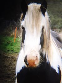 Close-up of horse