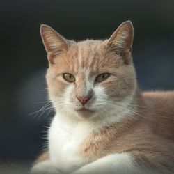 Close-up portrait of ginger cat against black background