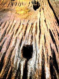 Close-up of tree trunk