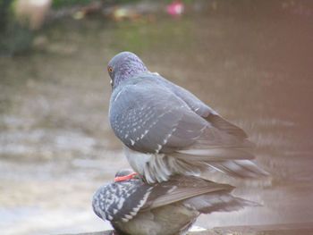 Close-up of pigeon perching