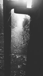 Close-up of spider web