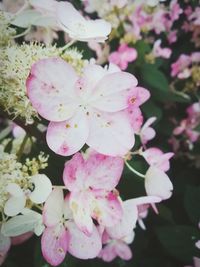 Close-up of pink cherry blossoms